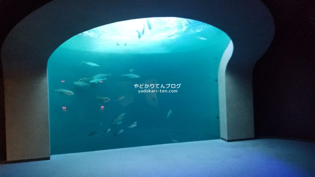 四国水族館の水槽