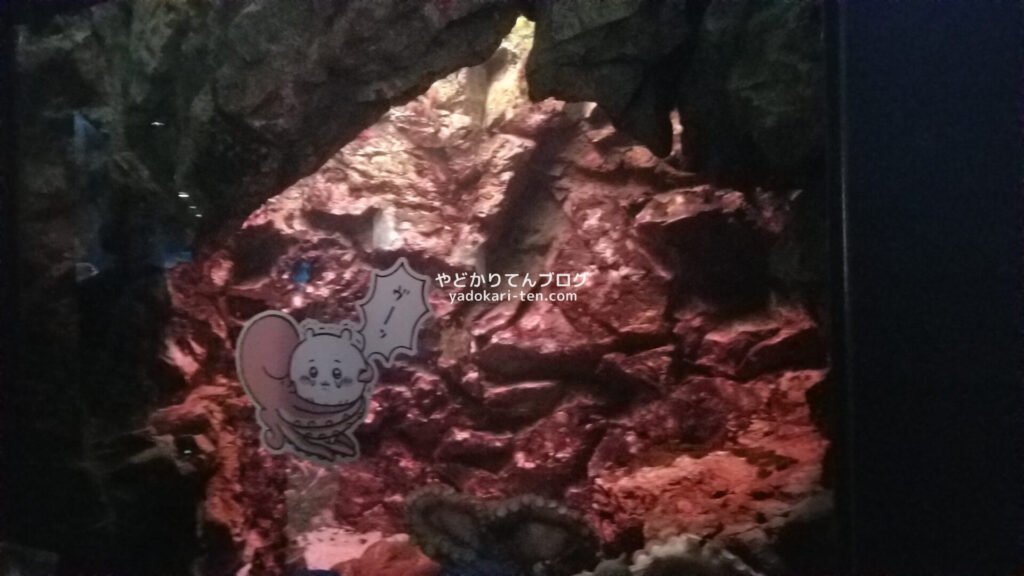 うみの杜水族館ちいかわコラボパネル