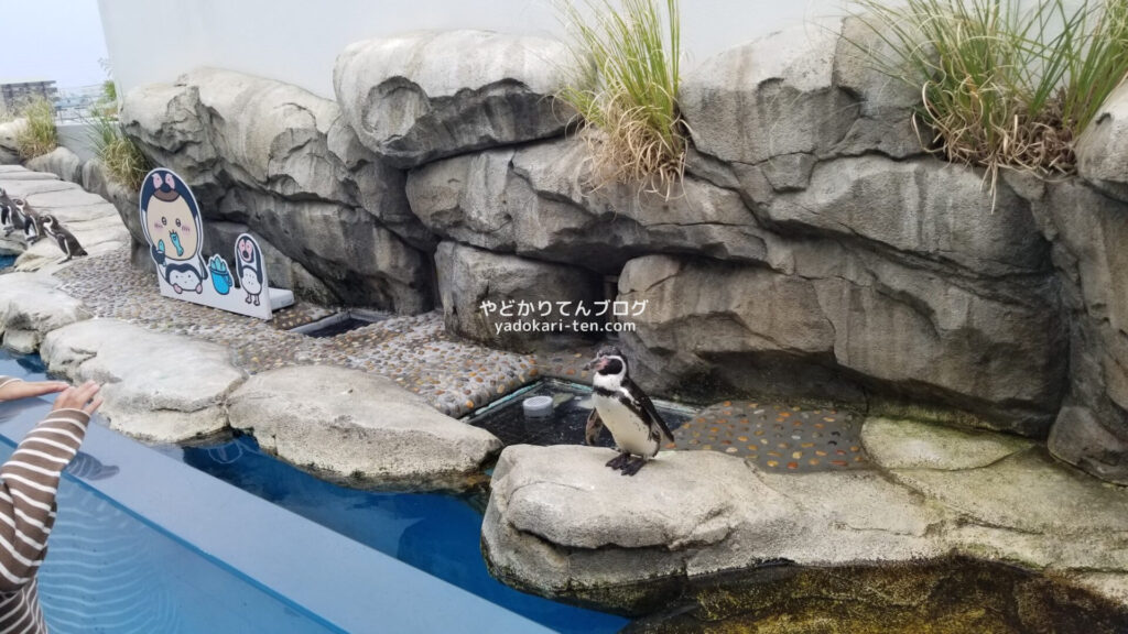 うみの杜水族館ちいかわコラボパネル