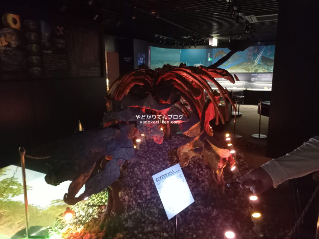 奥出雲多根自然博物館ナイトミュージアムの恐竜骨格