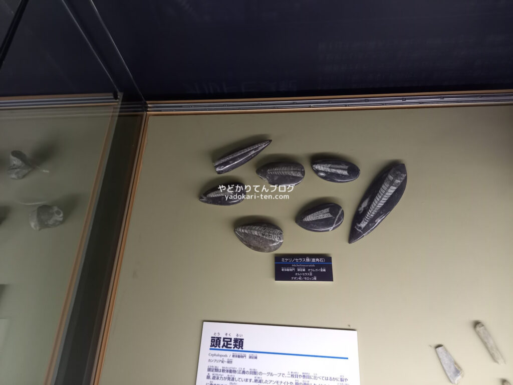 奥出雲多根自然博物館ナイトミュージアムで見た頭足類
