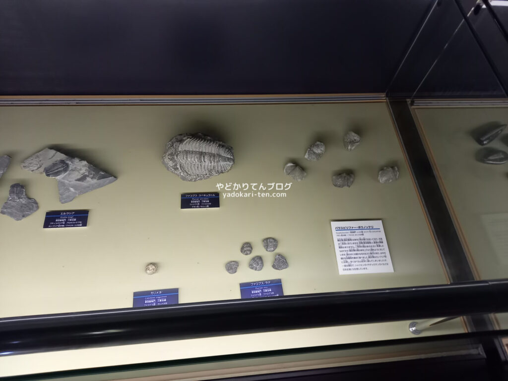 奥出雲多根自然博物館ナイトミュージアムの石板化石