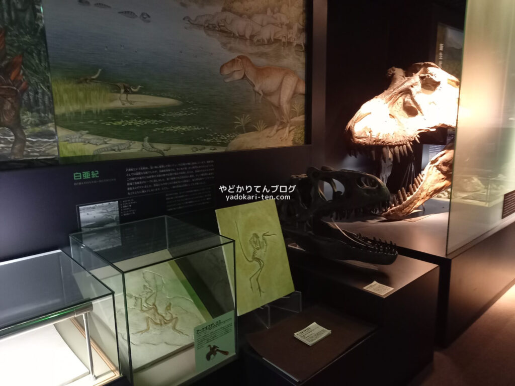 奥出雲多根自然博物館ナイトミュージアムのライトアップされた頭骨