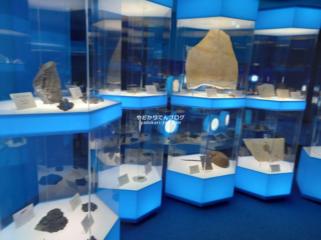 奥出雲多根自然博物館ナイトミュージアムの貝殻の展示