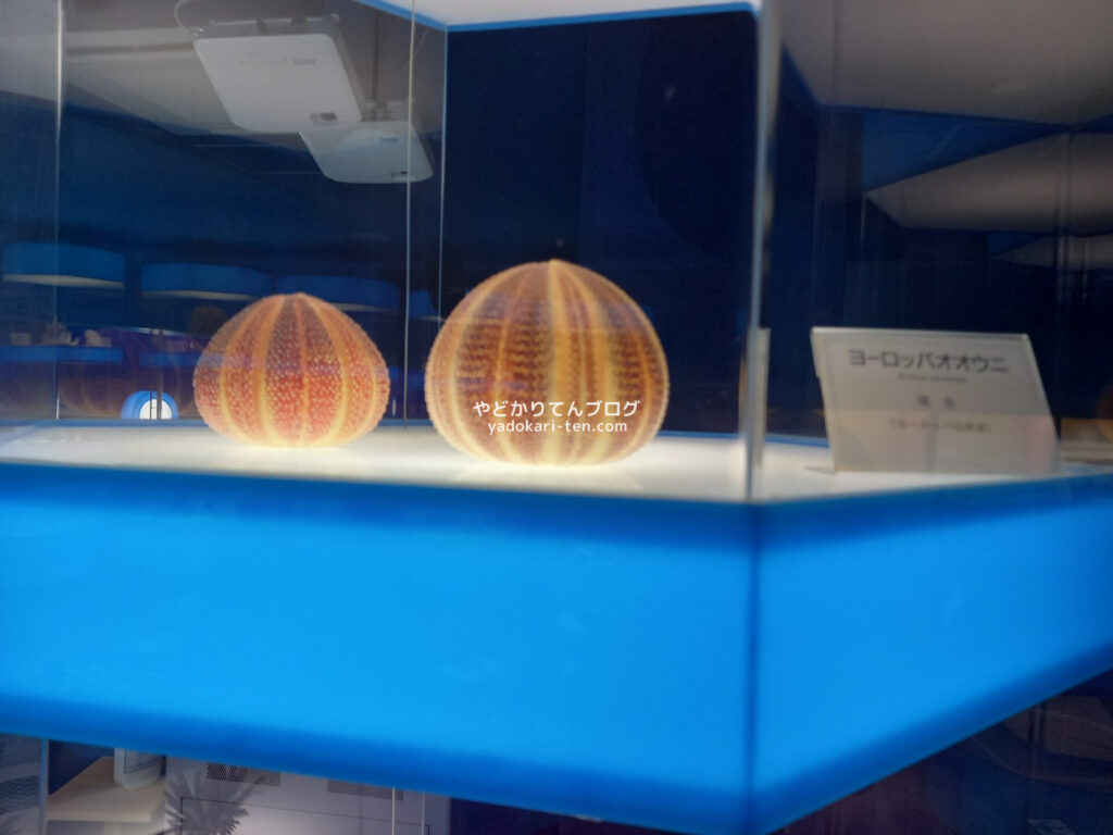 奥出雲多根自然博物館ナイトミュージアムのウニの展示