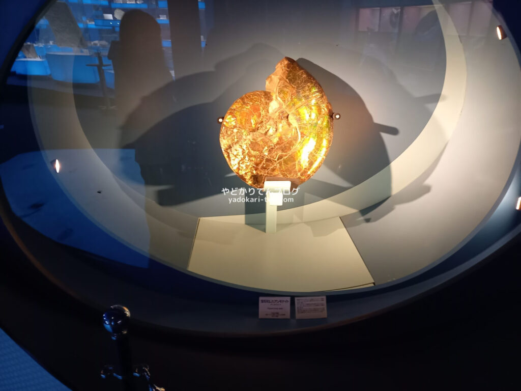 奥出雲多根自然博物館ナイトミュージアムで見た宝石化したアンモナイト