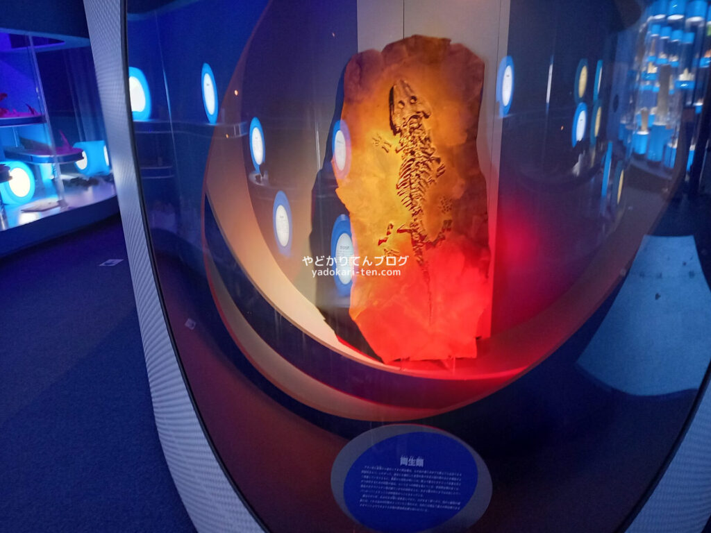 奥出雲多根自然博物館ナイトミュージアムの展示