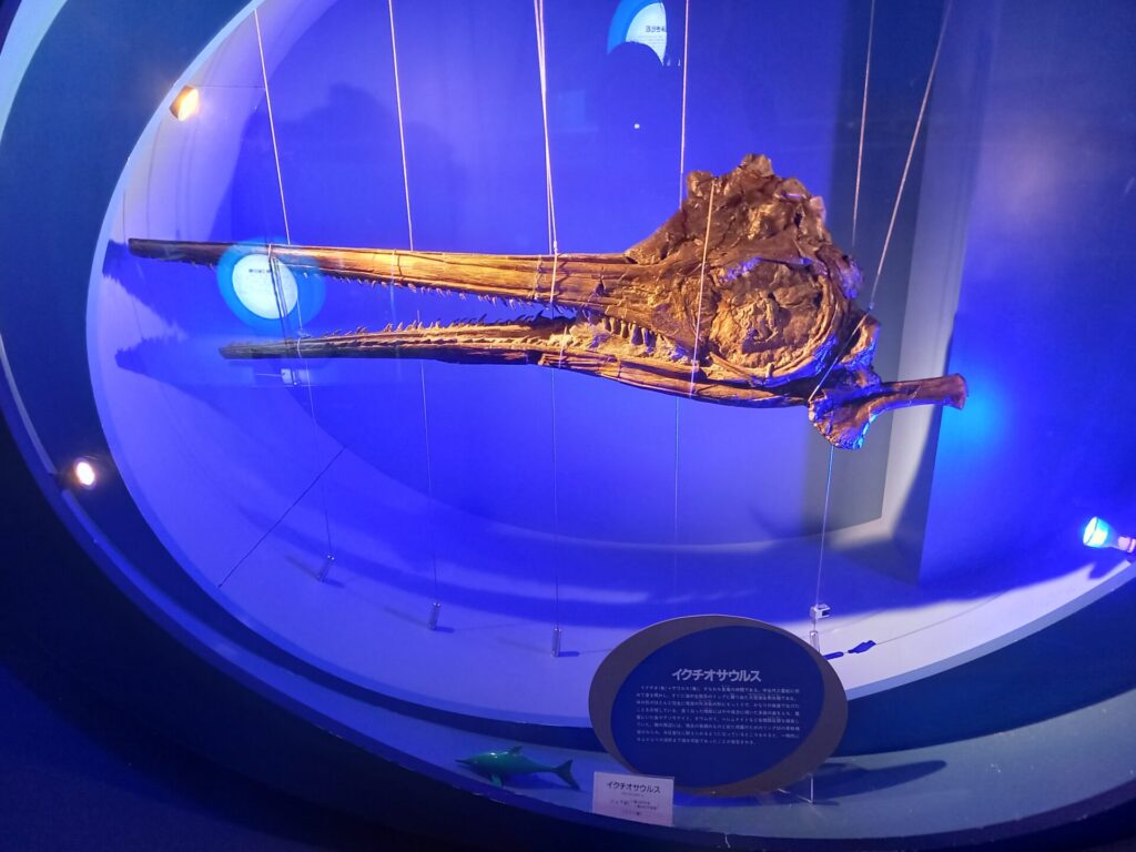 奥出雲多根自然博物館ナイトミュージアム2階の展示