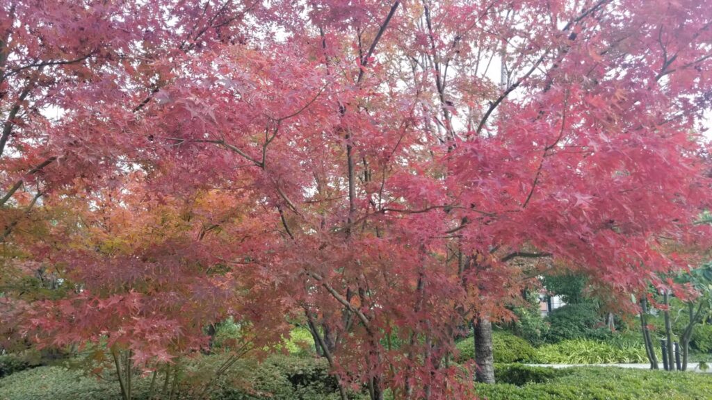 エースホテル京都で紅葉散歩